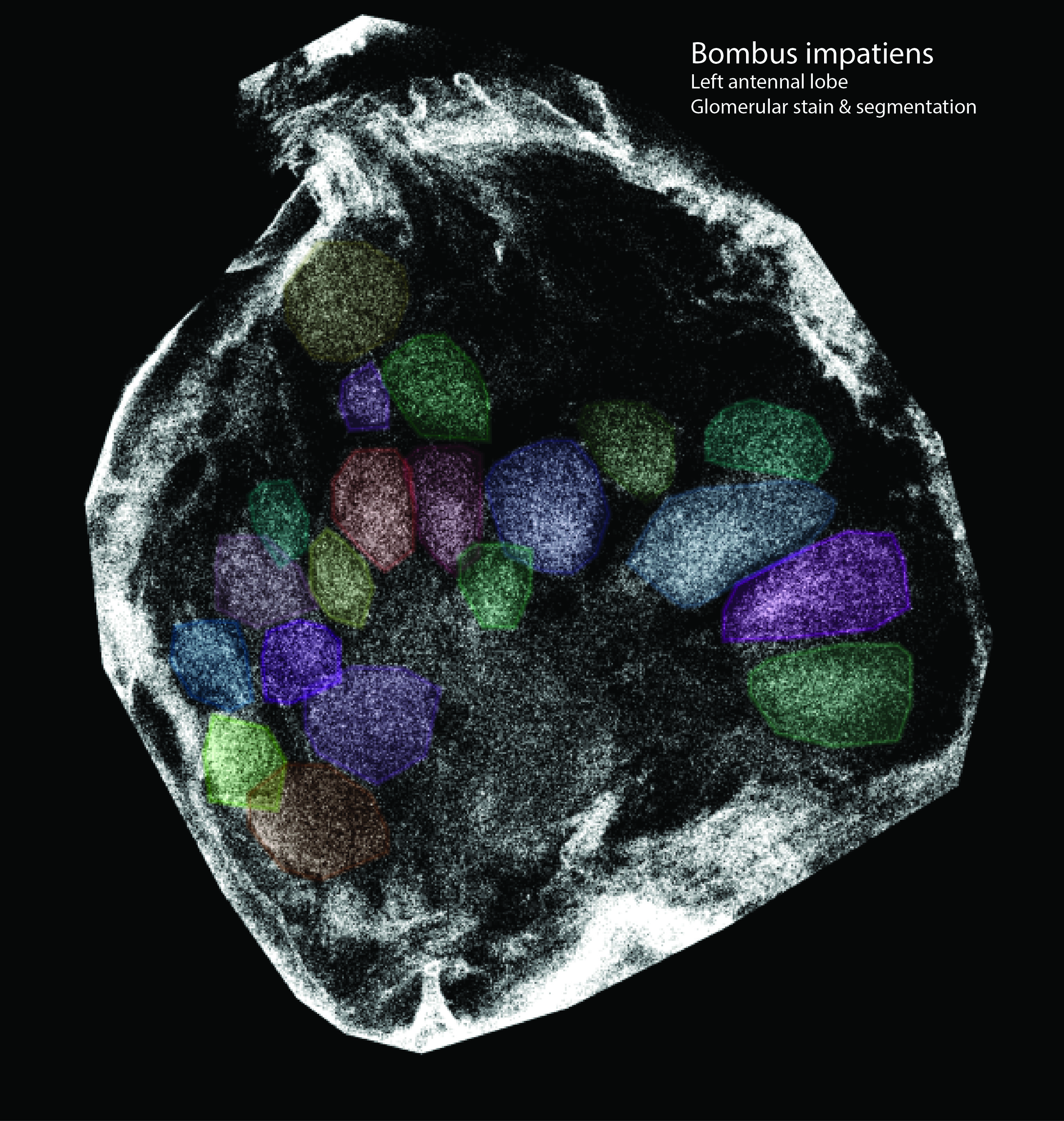 Bombus impatiens left antennal lobe — glomerular stain and segmentation