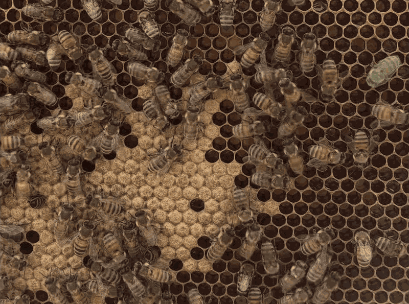 Bee antennal lobe segmentation