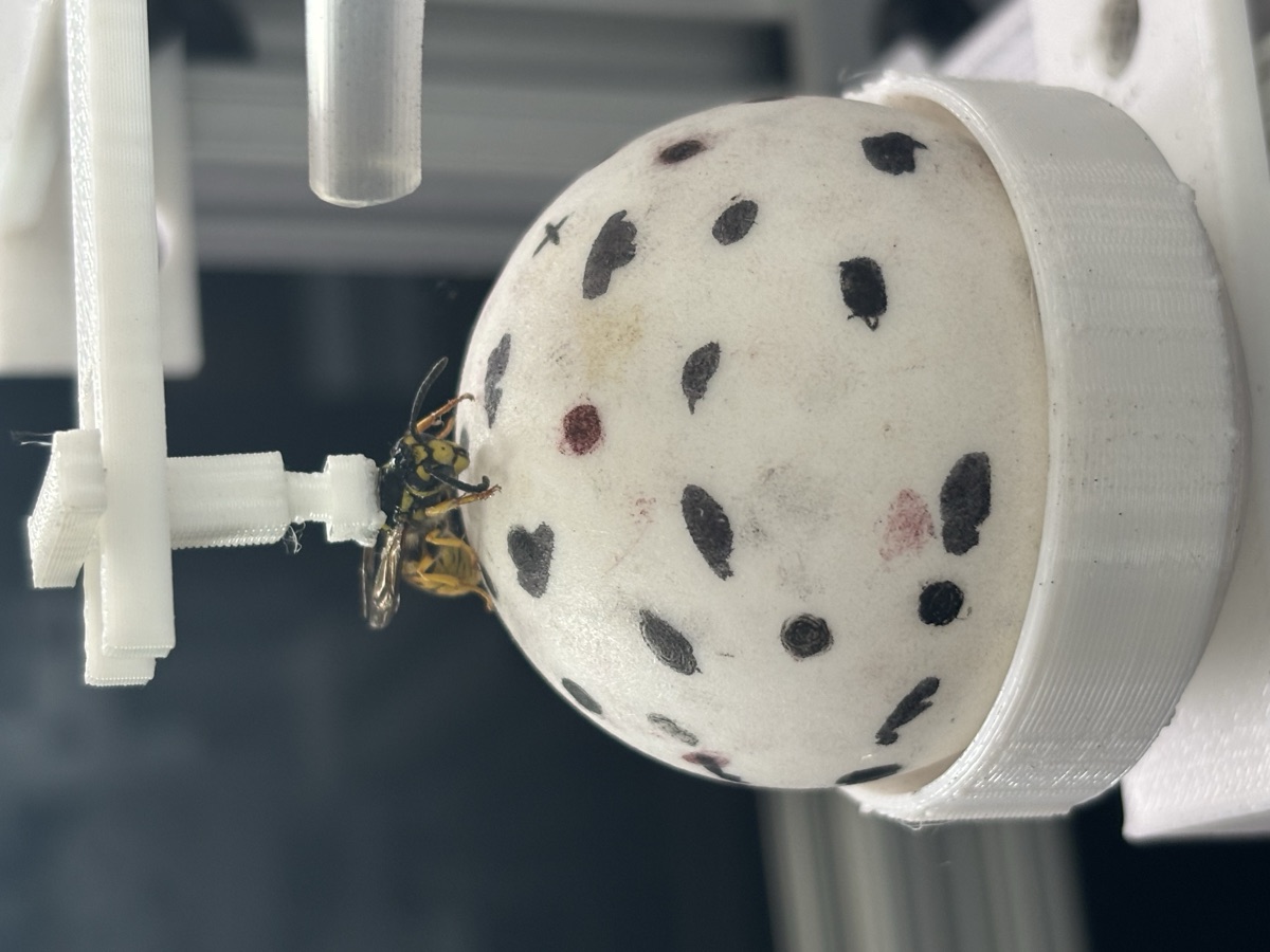 Yellow jacket on 3D-printed behavioral arena