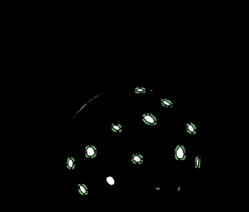 Bee ball spot tracker color animation