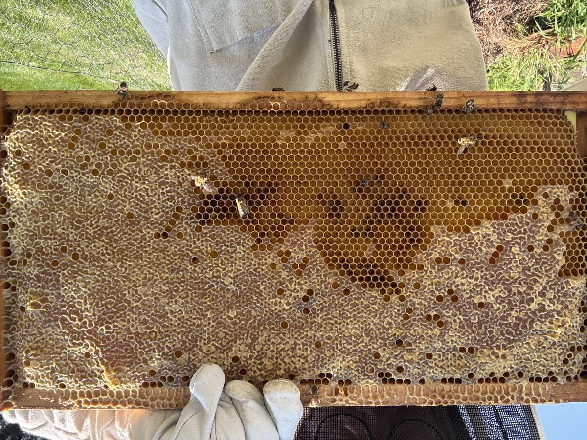 Honeybee comb frame inspection